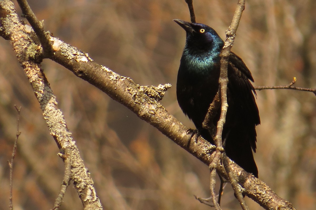 Common Grackle - Amy Lawes
