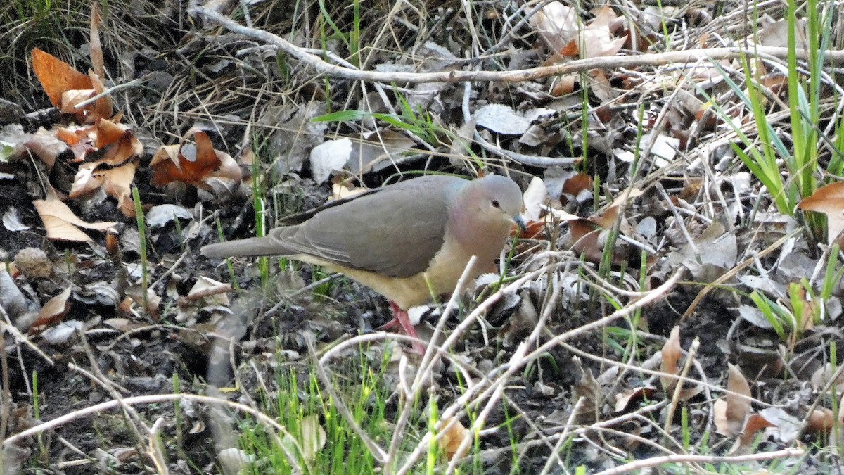 White-tipped Dove - ML562726151