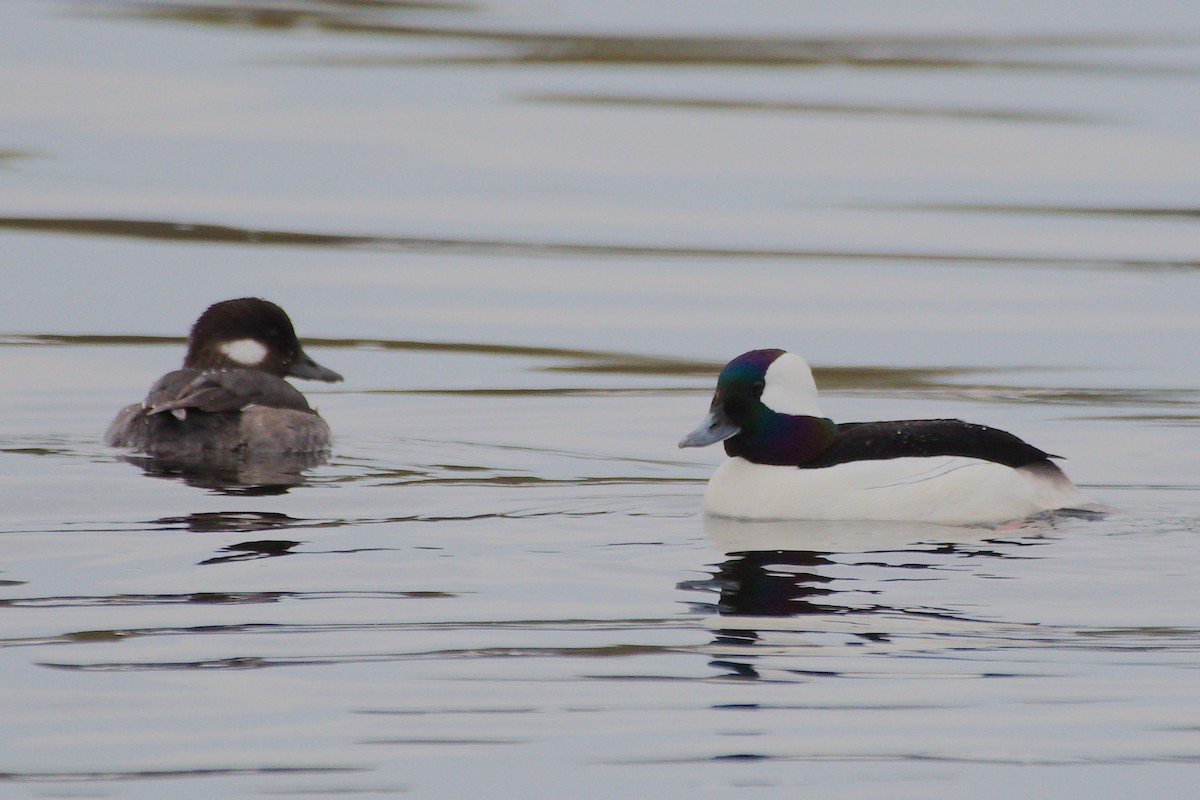 Bufflehead - ML562726571