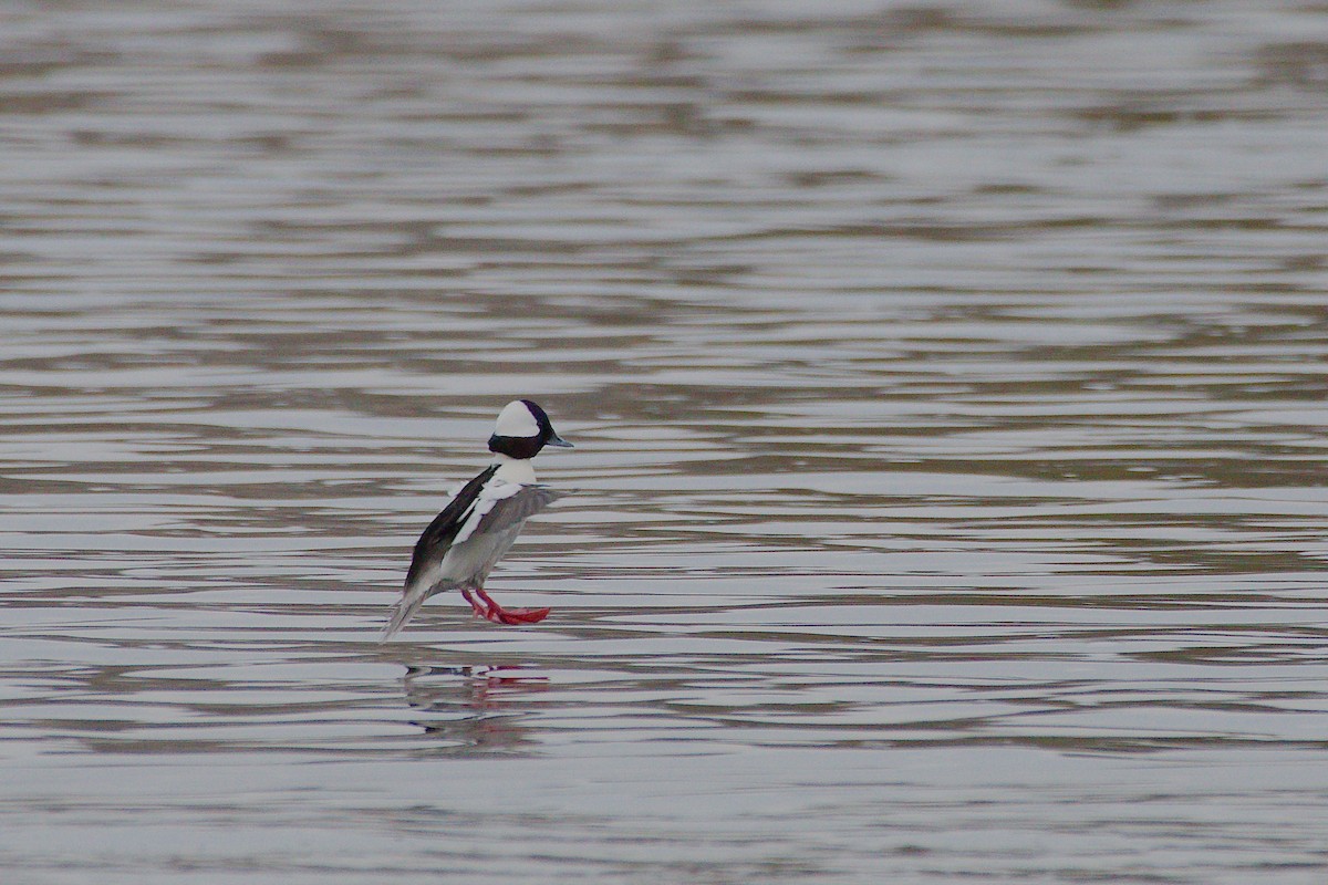 Bufflehead - ML562726591