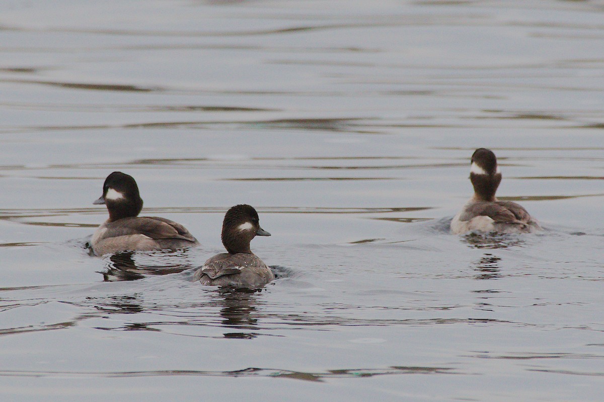 Bufflehead - Rick Beaudon