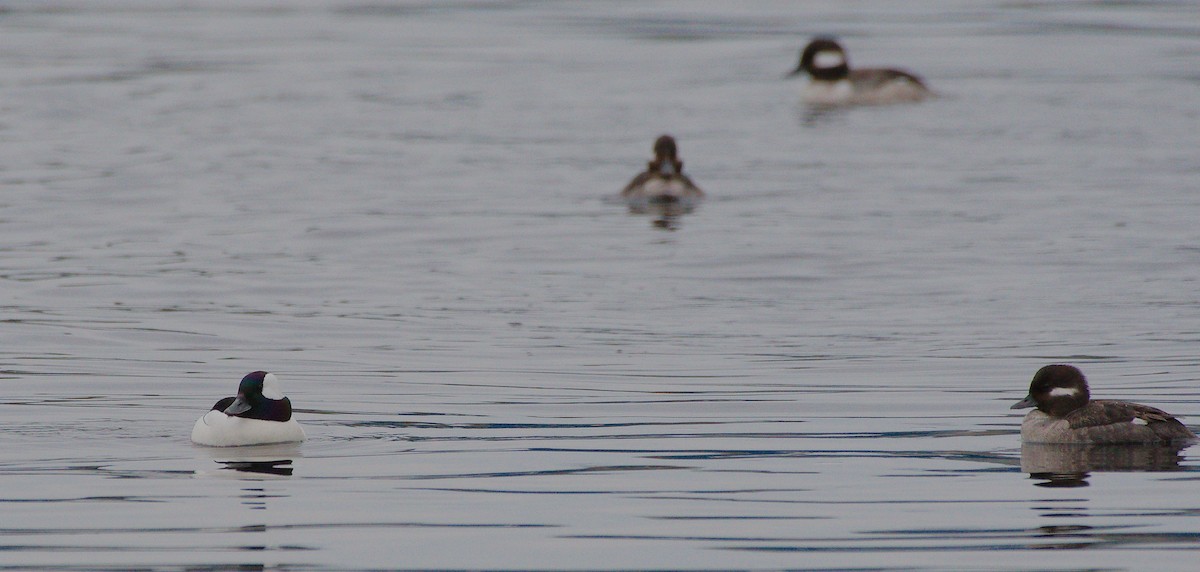 Bufflehead - ML562726611