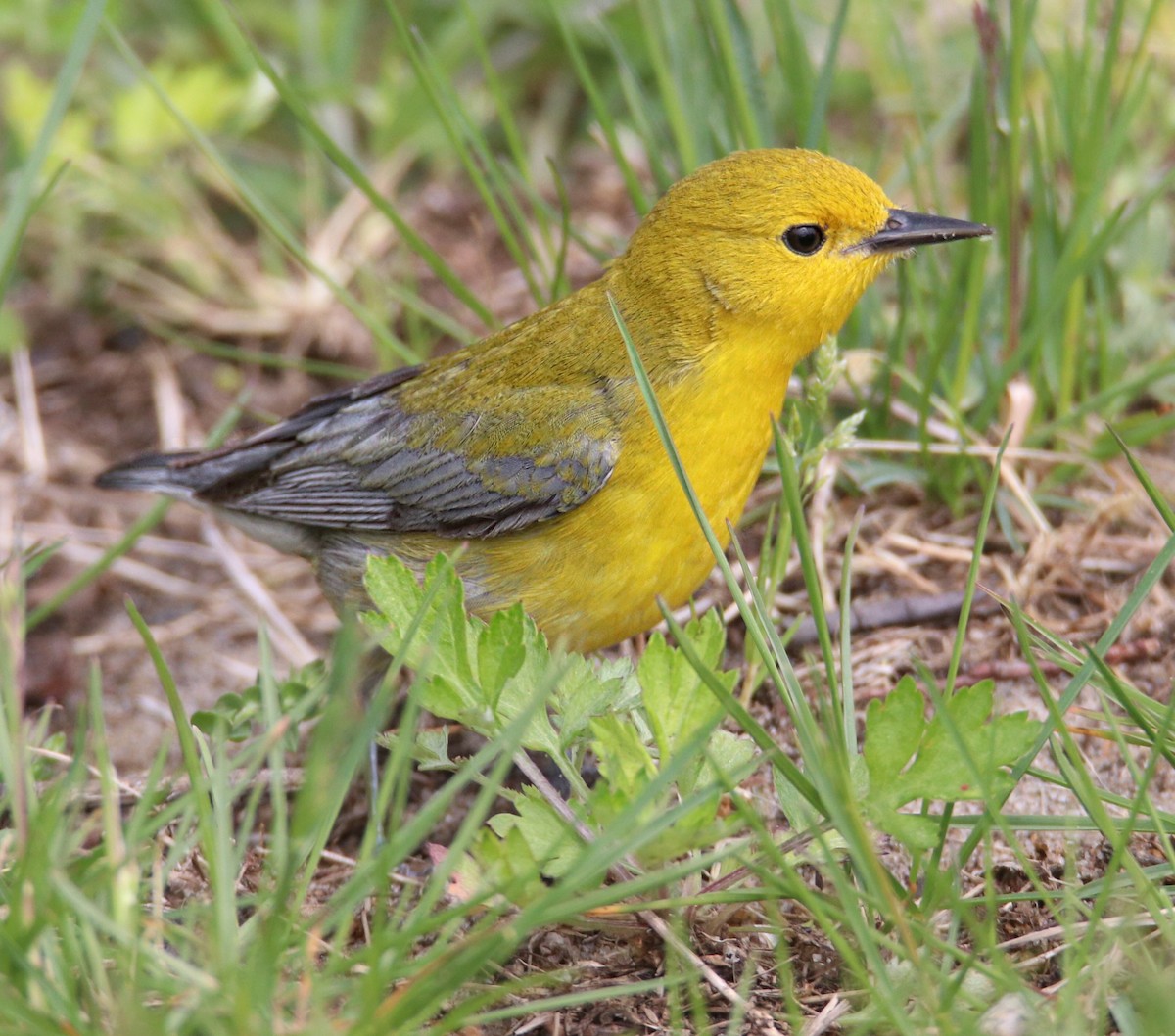 Prothonotary Warbler - ML562727631