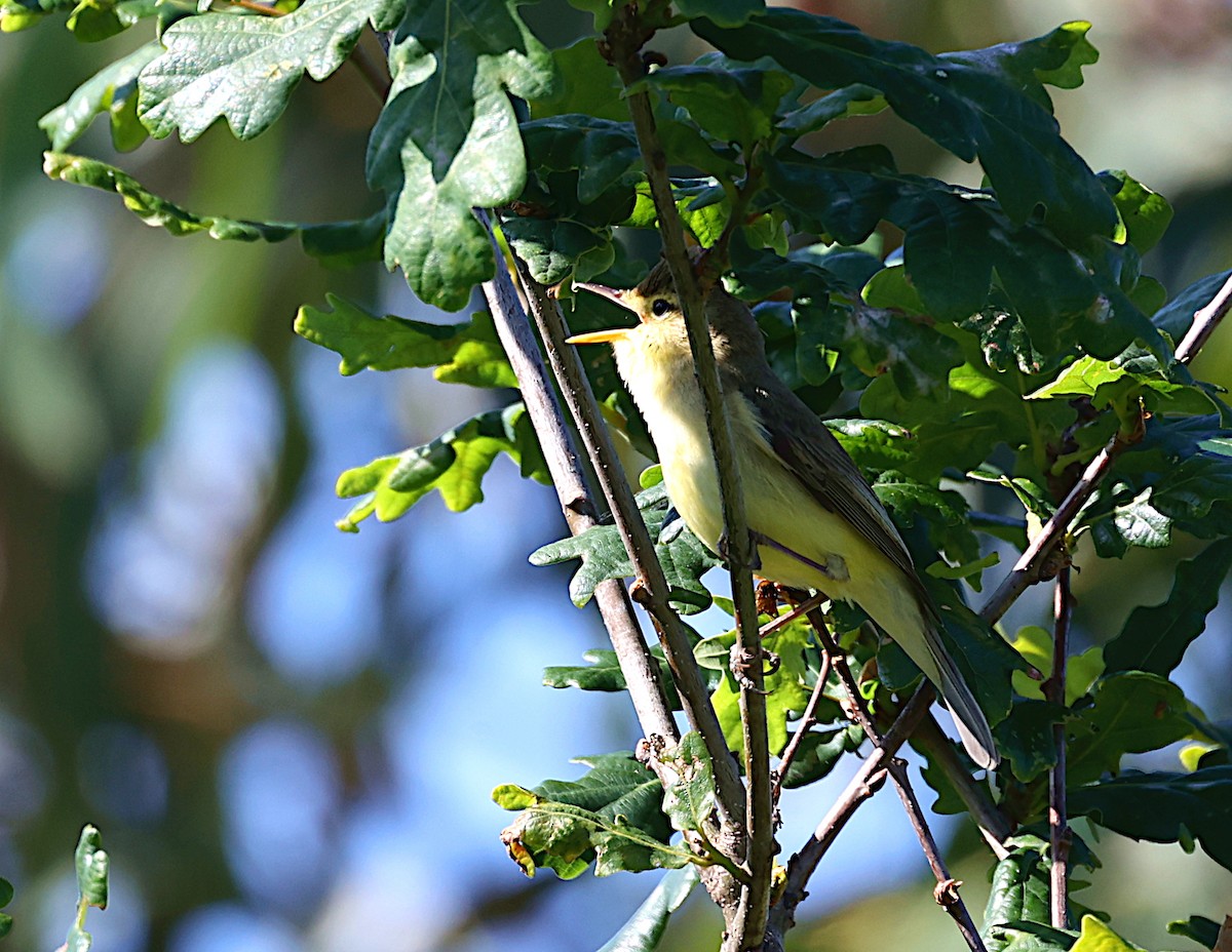 Melodious Warbler - ML562728121