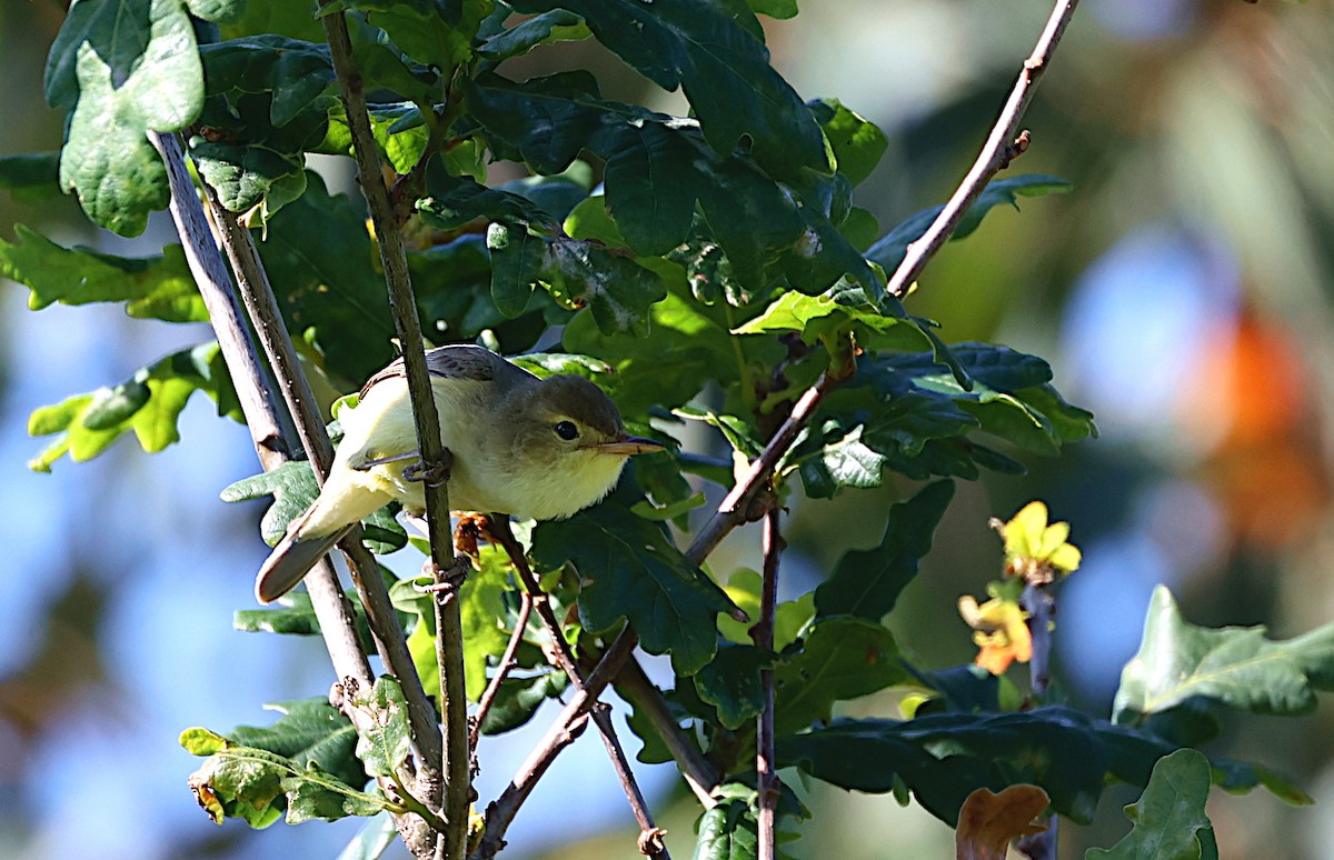 Melodious Warbler - ML562728131