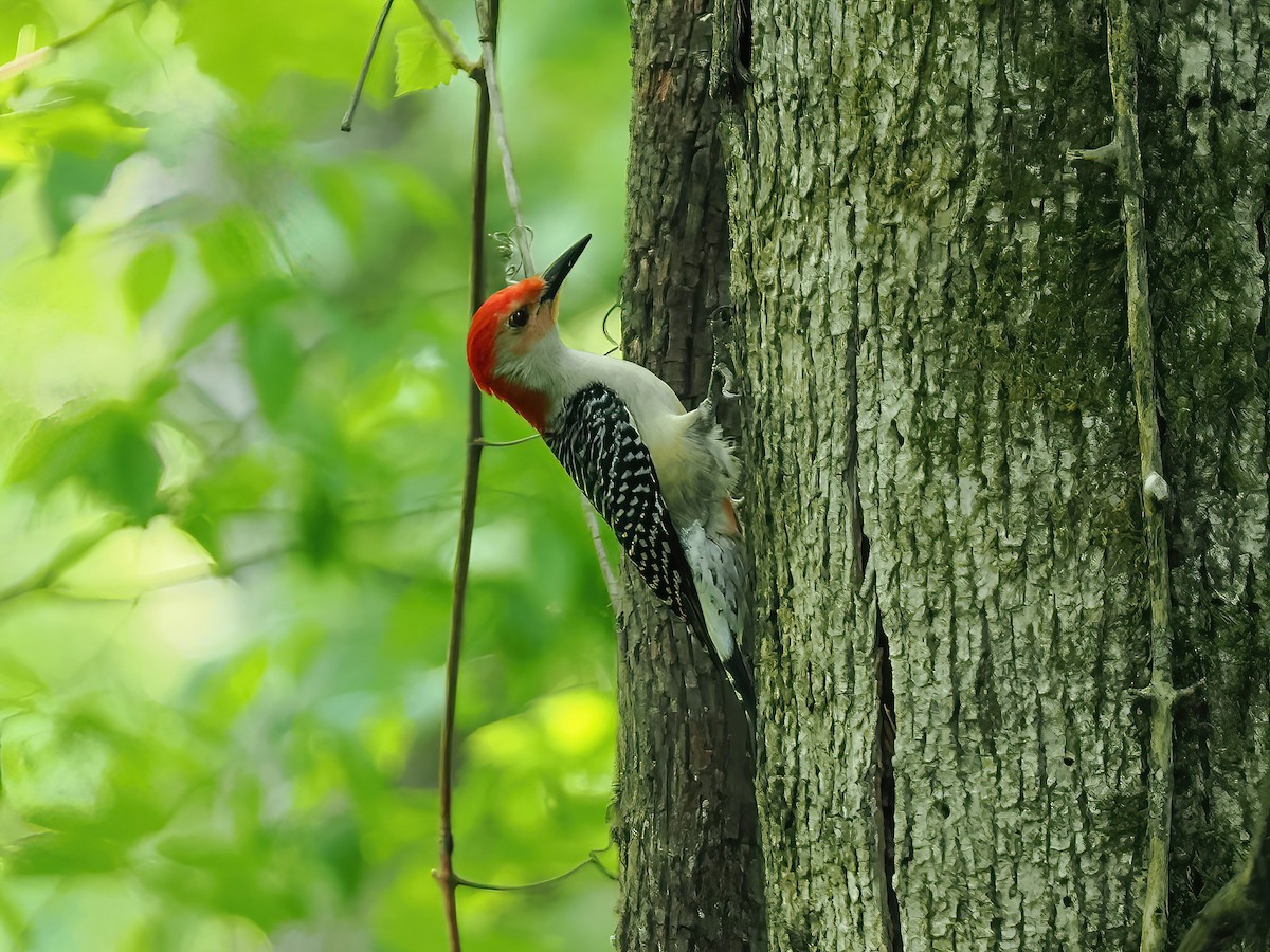 Red-bellied Woodpecker - ML562729171