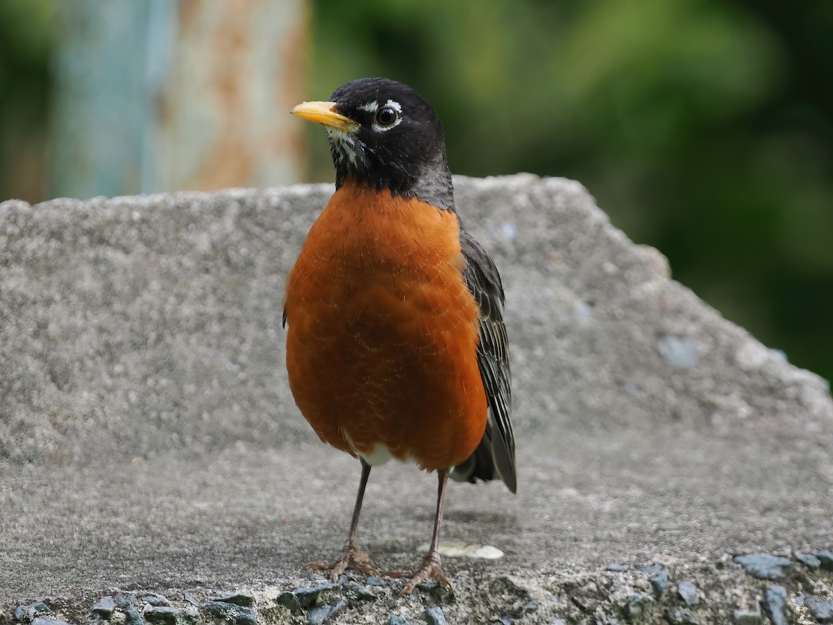 American Robin - ML562729291