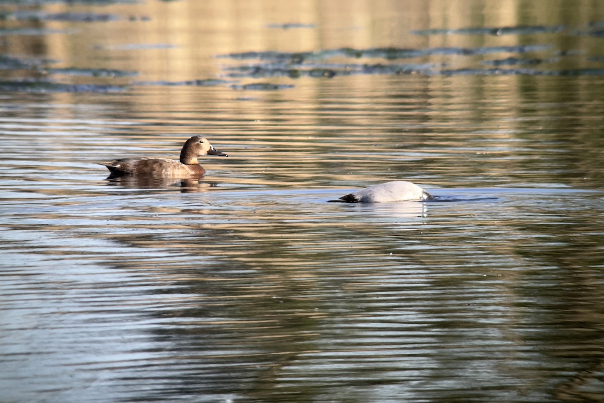 Common Pochard - ML562730131