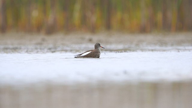 Common Redshank - ML562730221