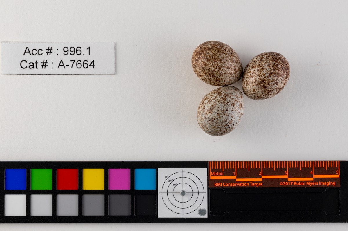 White-crowned Sparrow - Royal Saskatchewan Museum