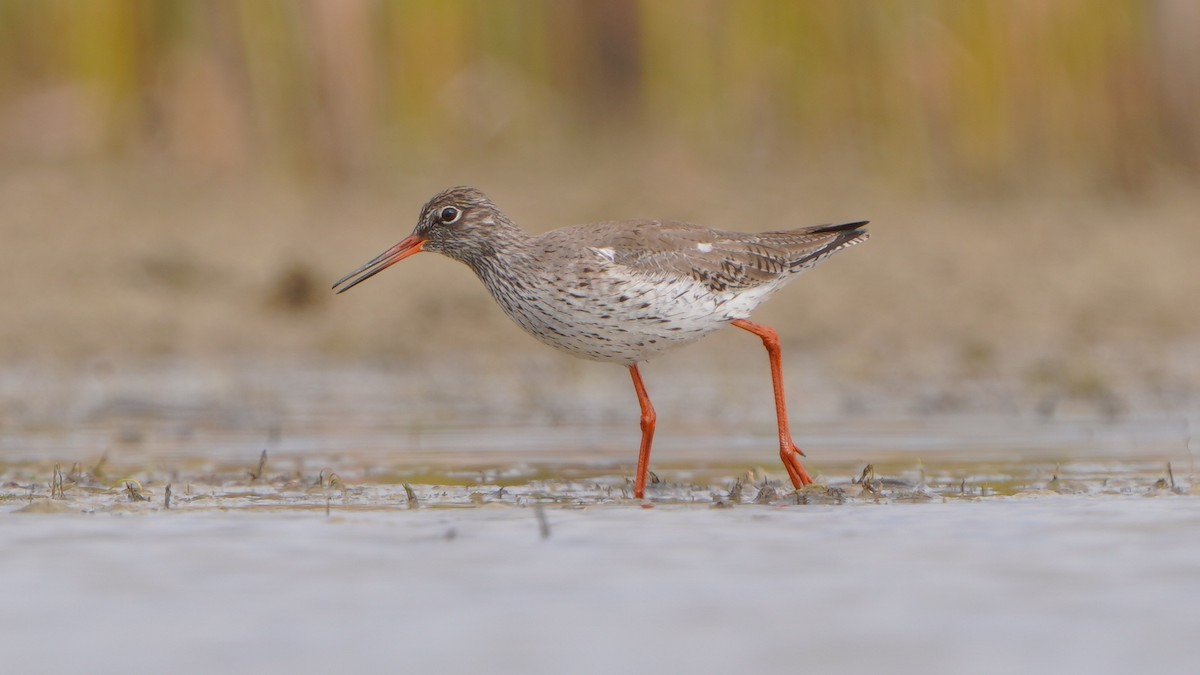 Common Redshank - Paweł Maciszkiewicz