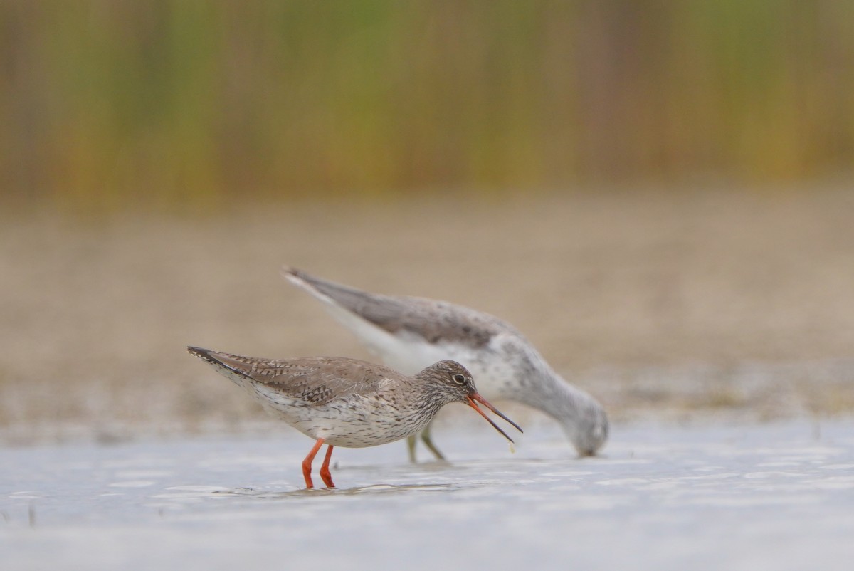 Common Redshank - Paweł Maciszkiewicz