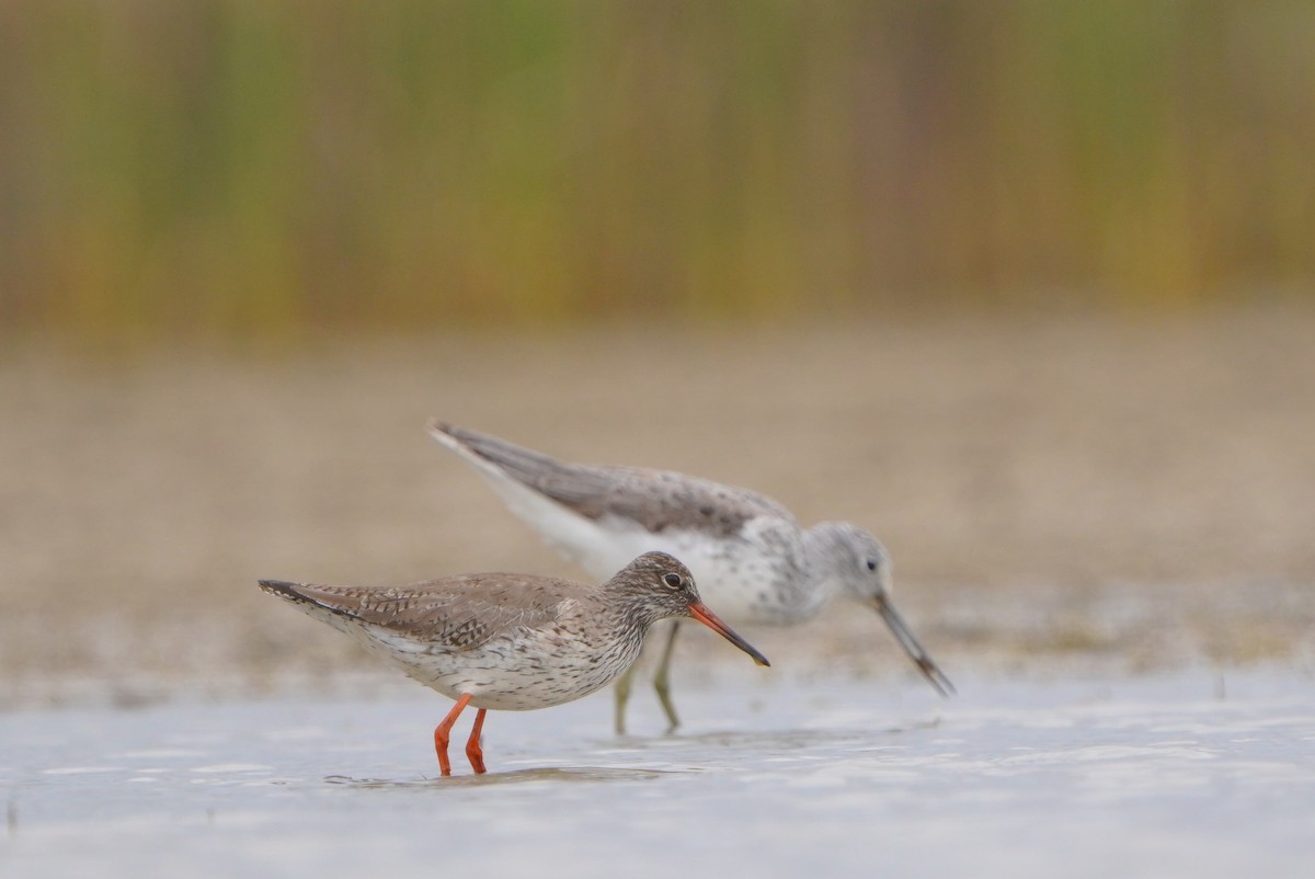 Common Redshank - Paweł Maciszkiewicz