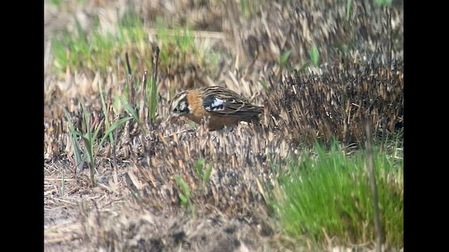 Smith's Longspur - ML562736641