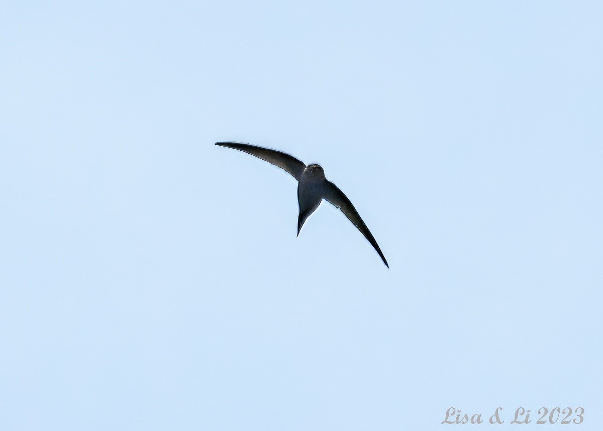 Scarce Swift - ML562736781