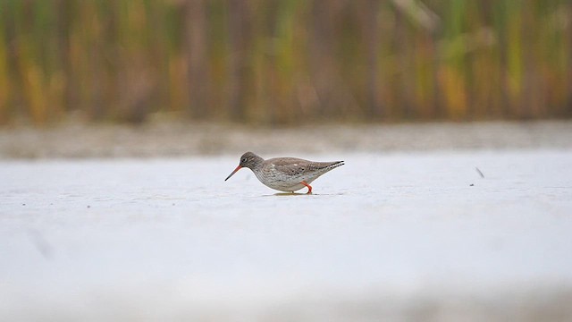 Common Redshank - ML562736961