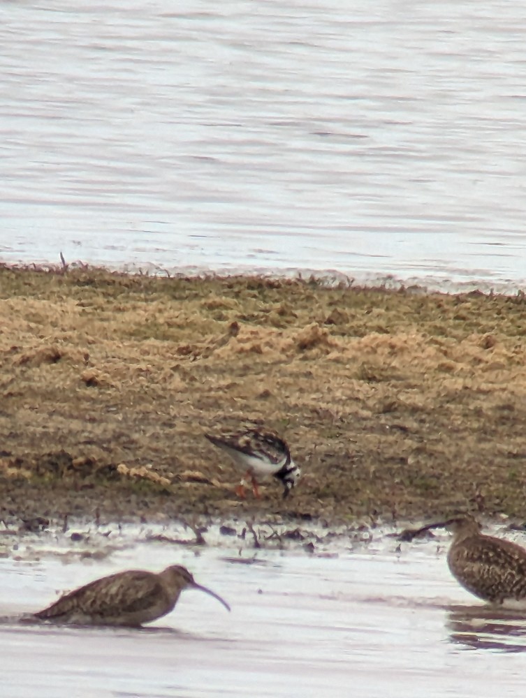 Ruddy Turnstone - ML562739021