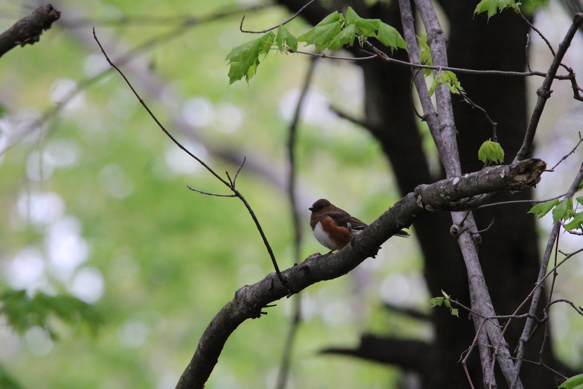 Eastern Towhee - ML562739251