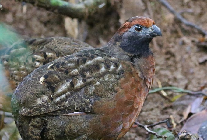 Black-eared Wood-Quail - ML562740011