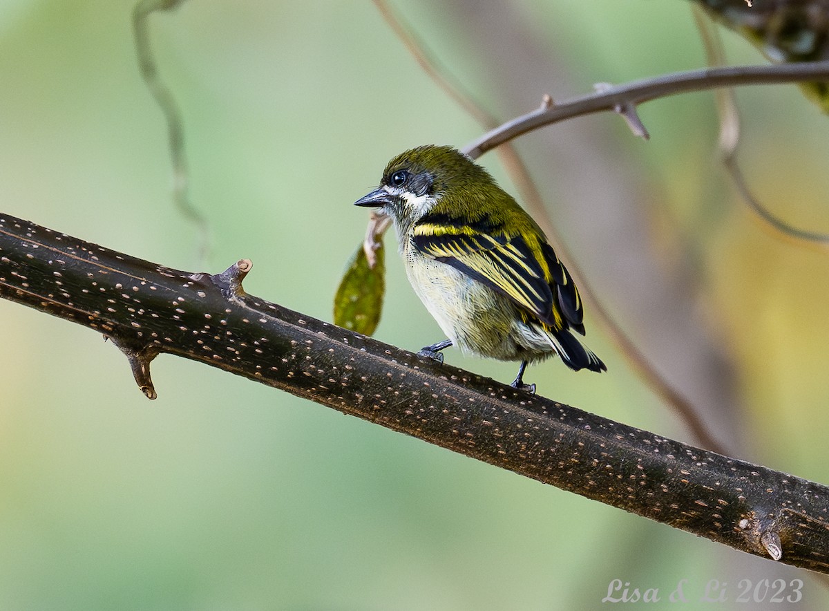 Moustached Tinkerbird - ML562740561