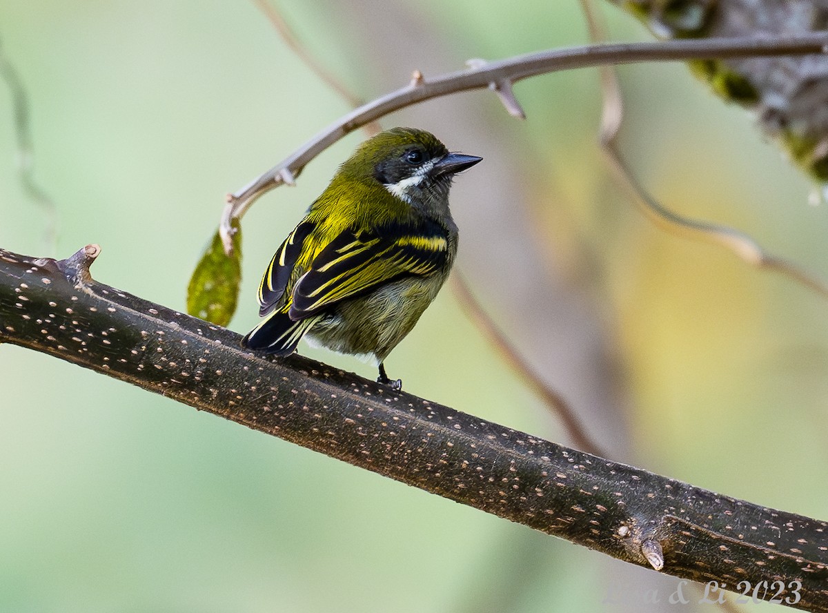 Moustached Tinkerbird - ML562740571