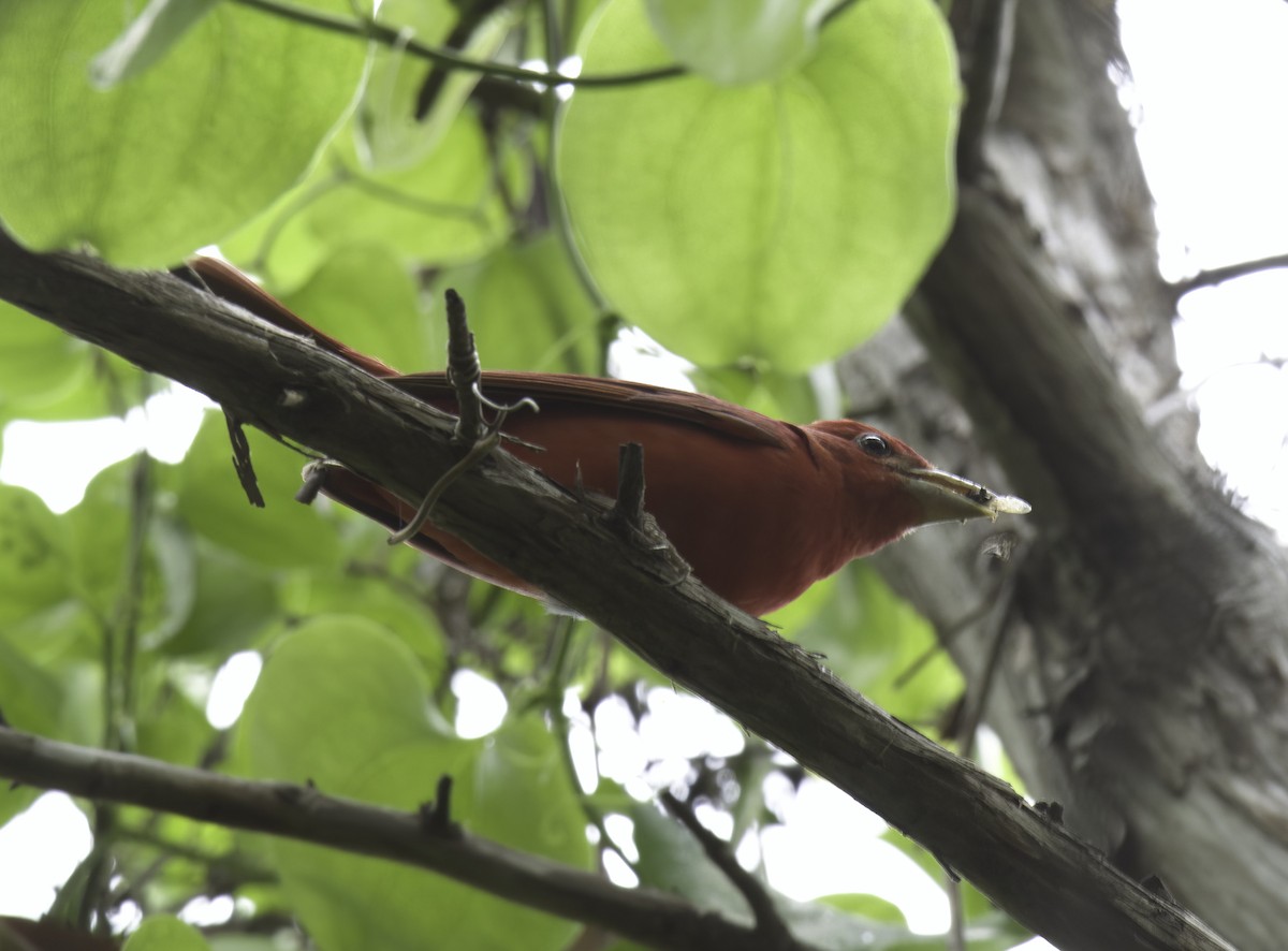 Summer Tanager - ML562740911