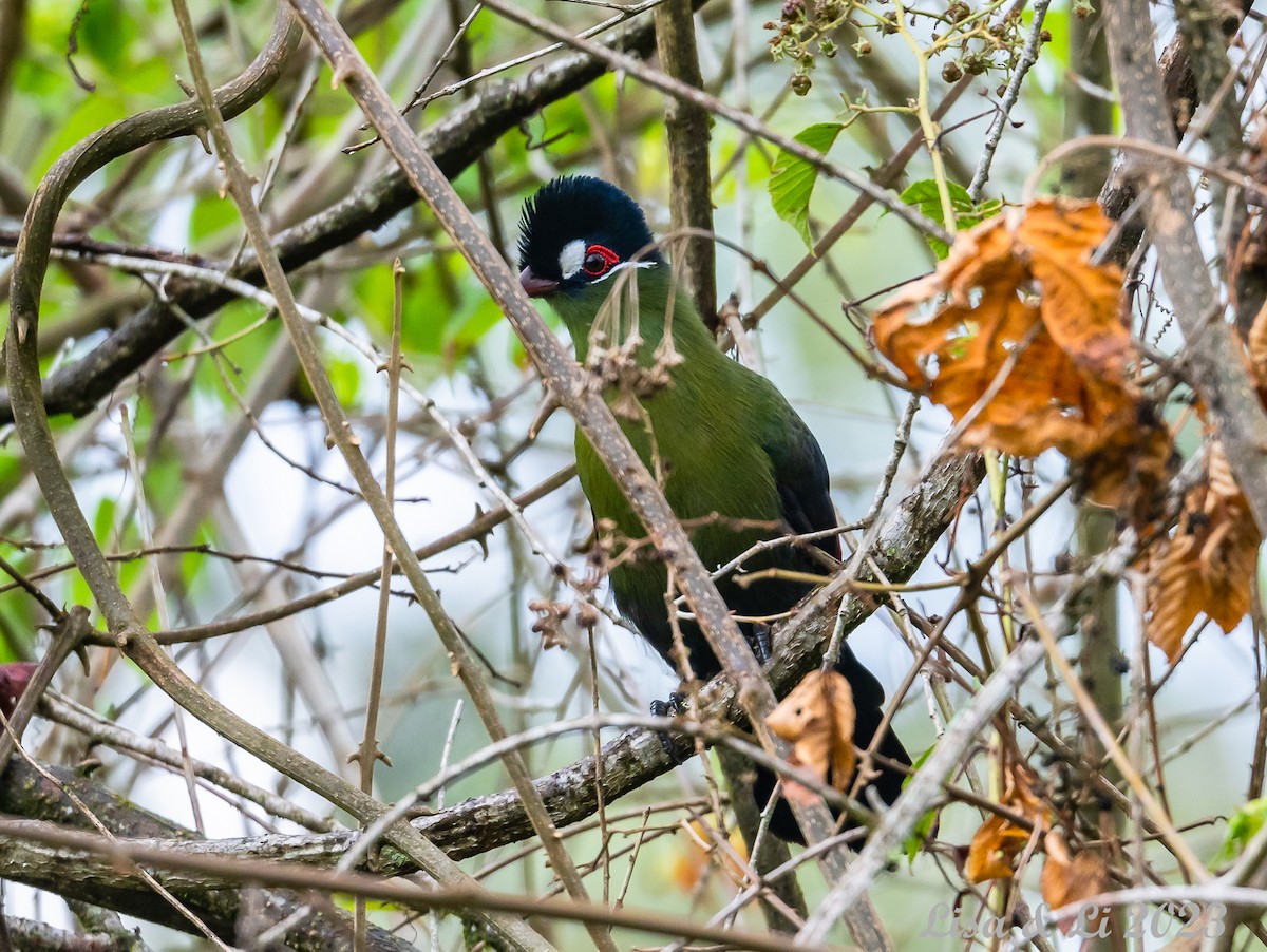 オウカンエボシドリ - ML562741351