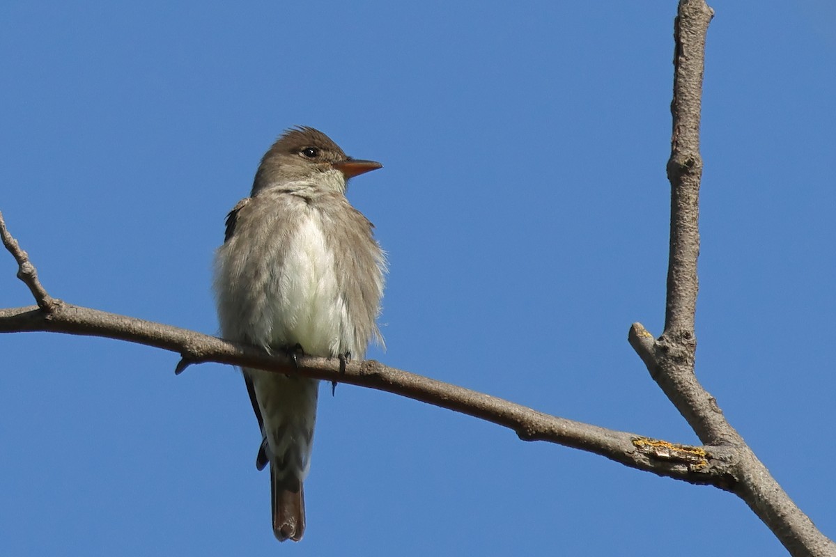 Olive-sided Flycatcher - J Tanner