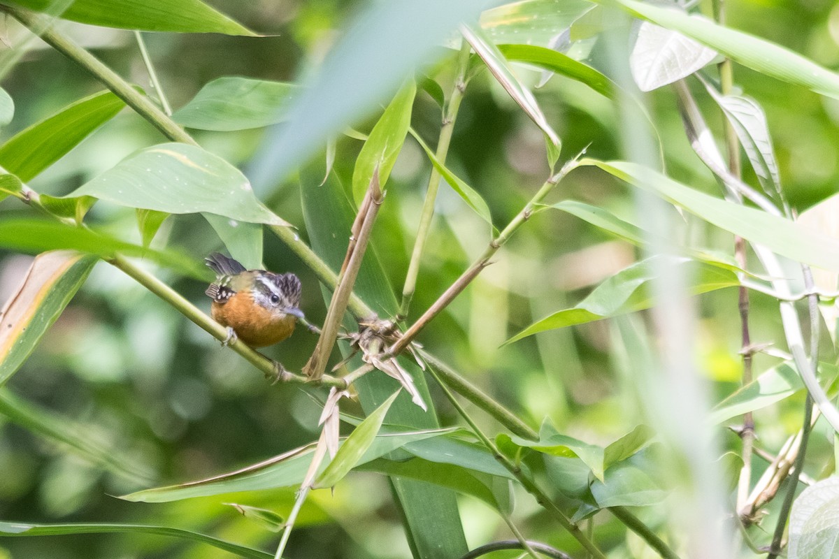 Ferruginous Antbird - ML562742721