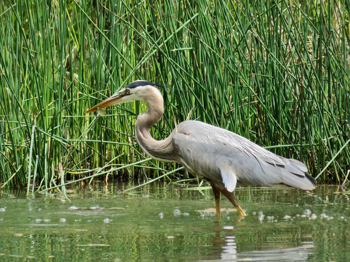 Great Blue Heron - ML562742851