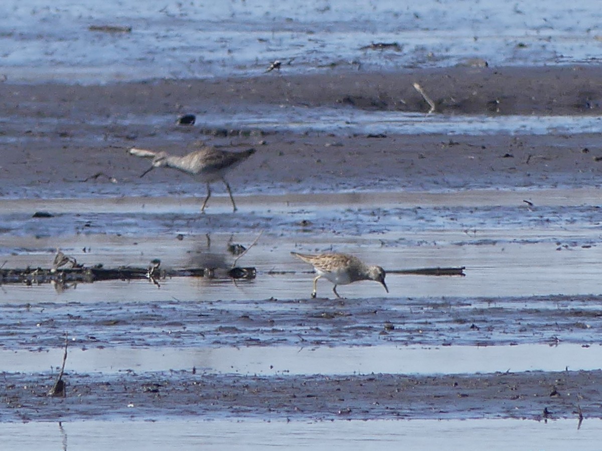 Pectoral Sandpiper - ML562743301