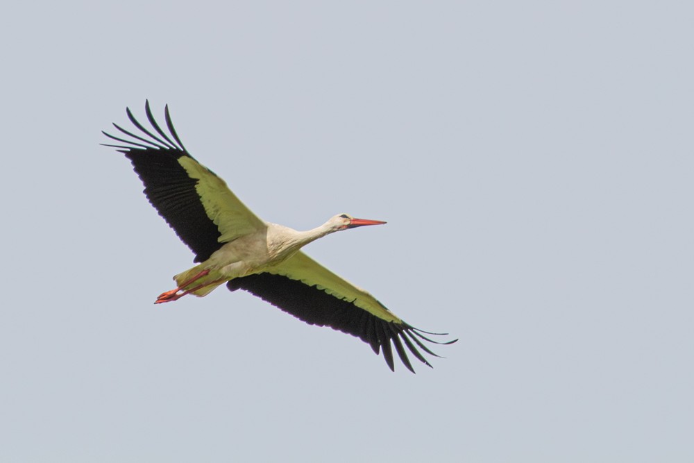 White Stork - ML562745331