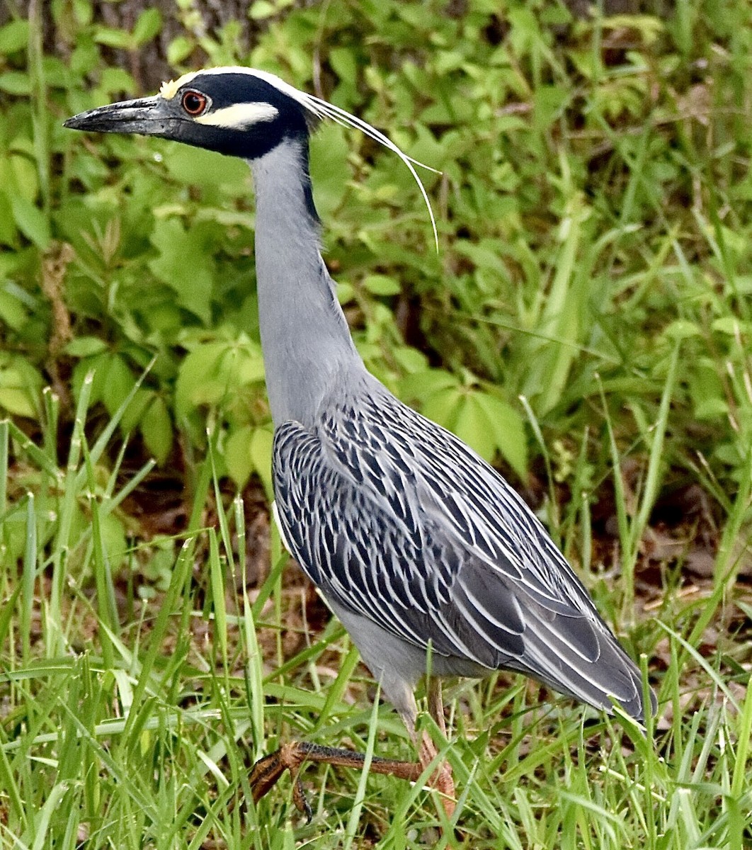 Yellow-crowned Night Heron - ML562746221