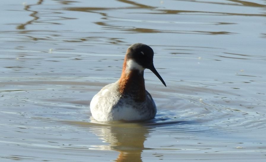 Phalarope à bec étroit - ML56274641