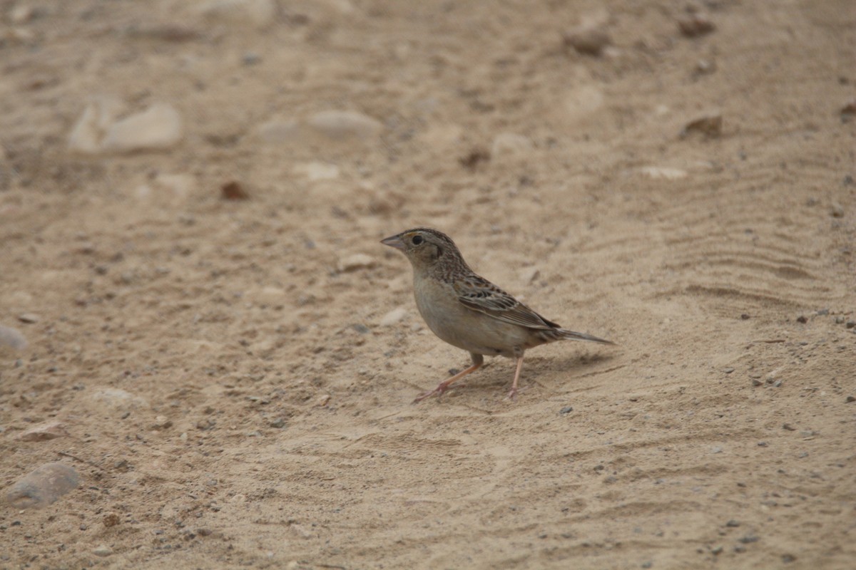Grasshopper Sparrow - ML562746841