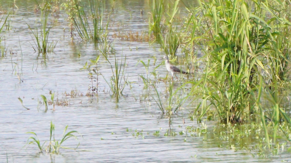 Greater Yellowlegs - ML562747581