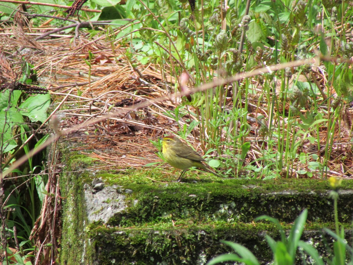 Palm Warbler - ML562748981