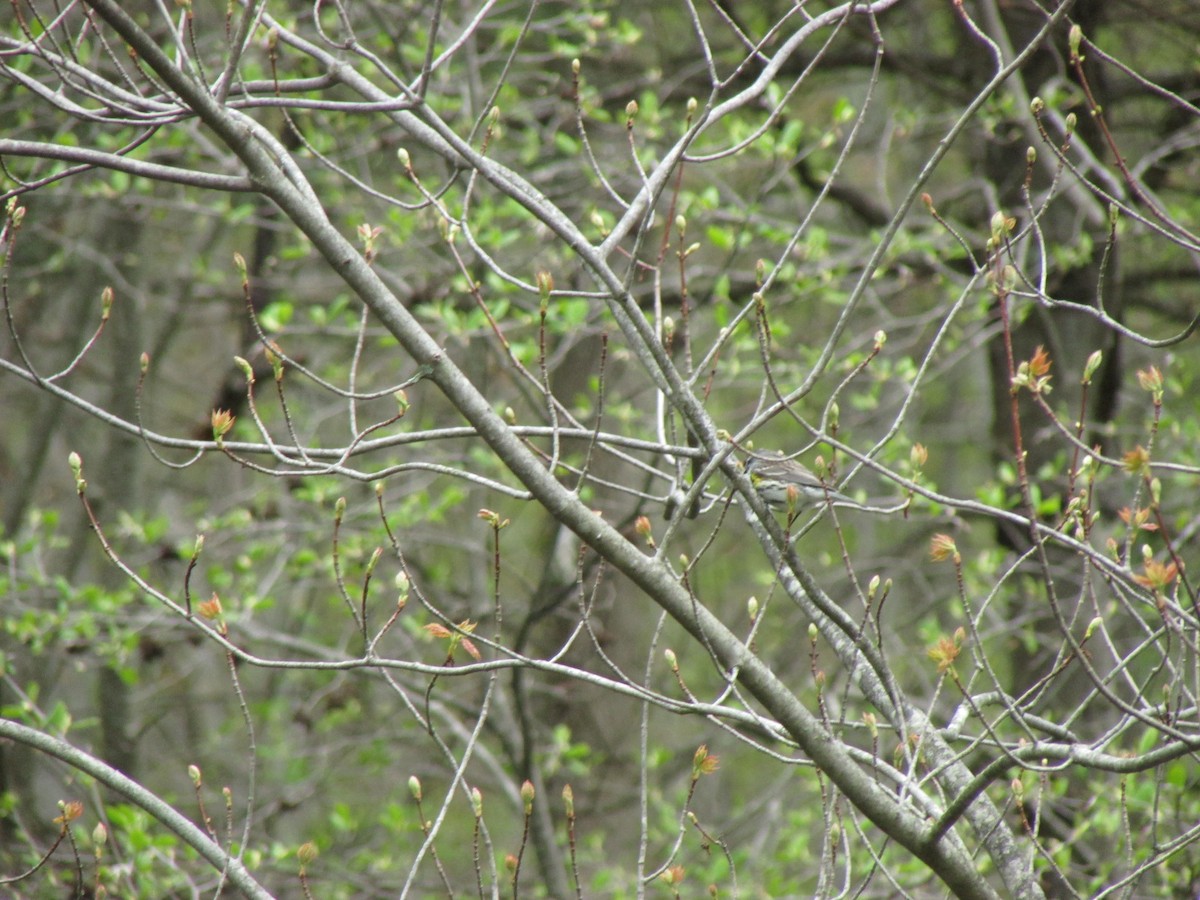 Yellow-rumped Warbler - ML562749471