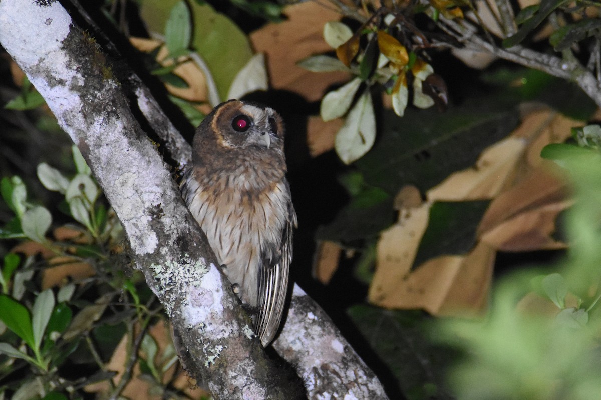 Mottled Owl (Atlantic Forest) - ML562751051