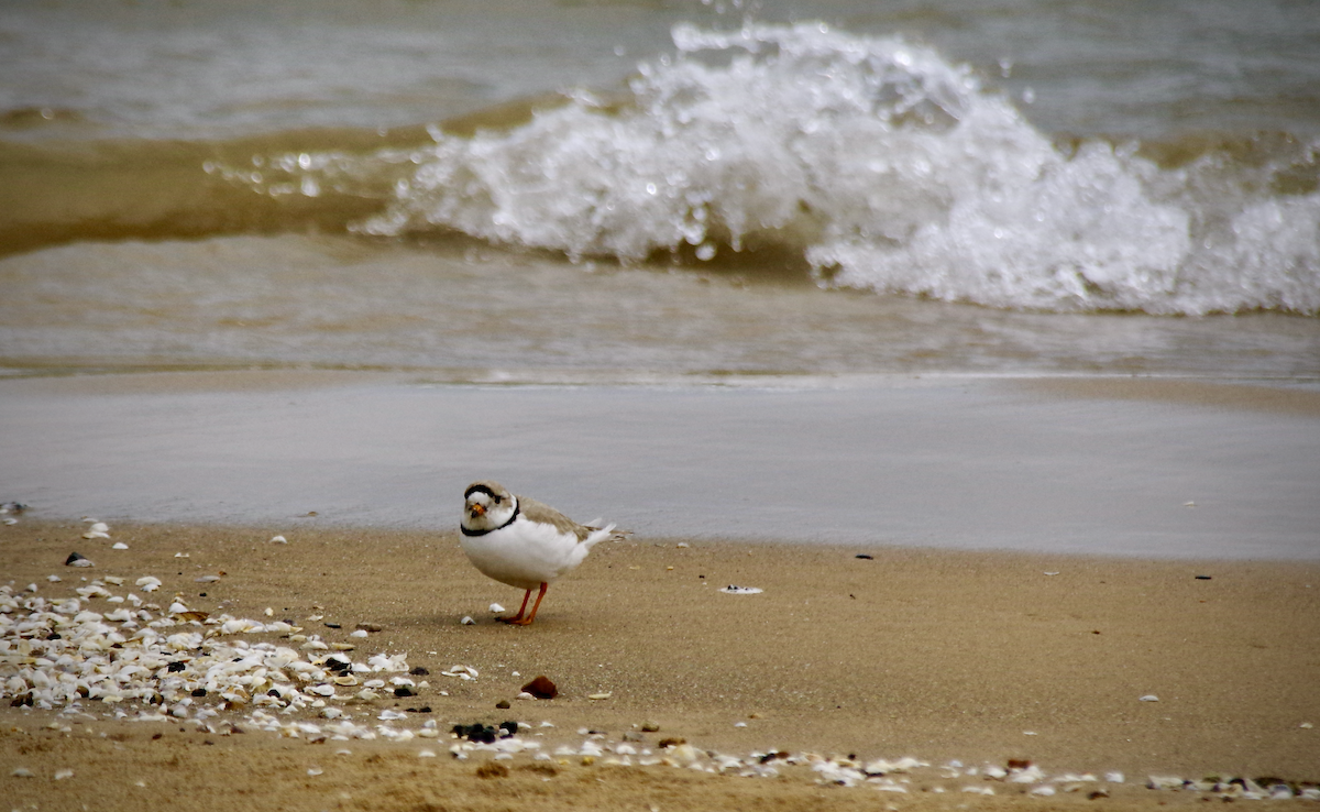 Piping Plover - Ryan Fuller