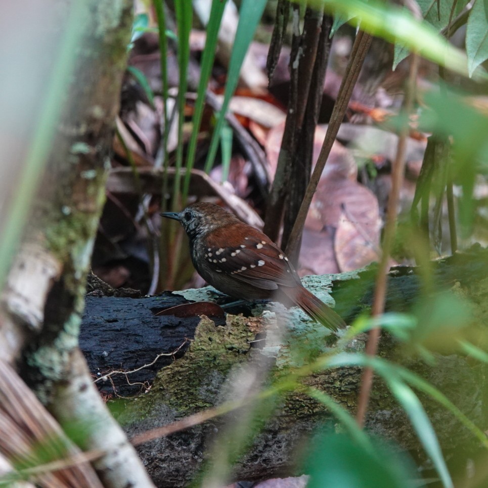 Gray-bellied Antbird - ML562751661