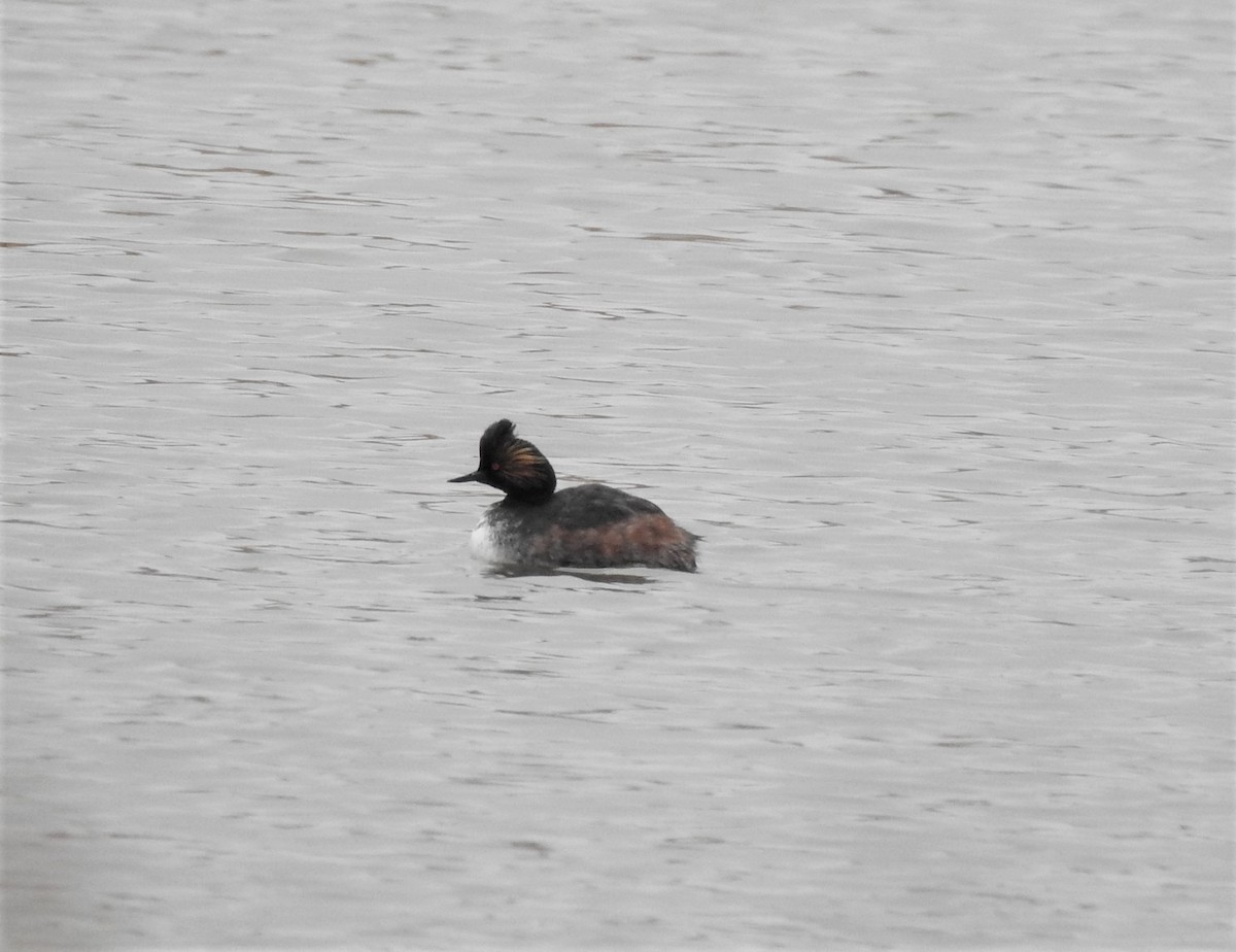 Eared Grebe - ML562751691