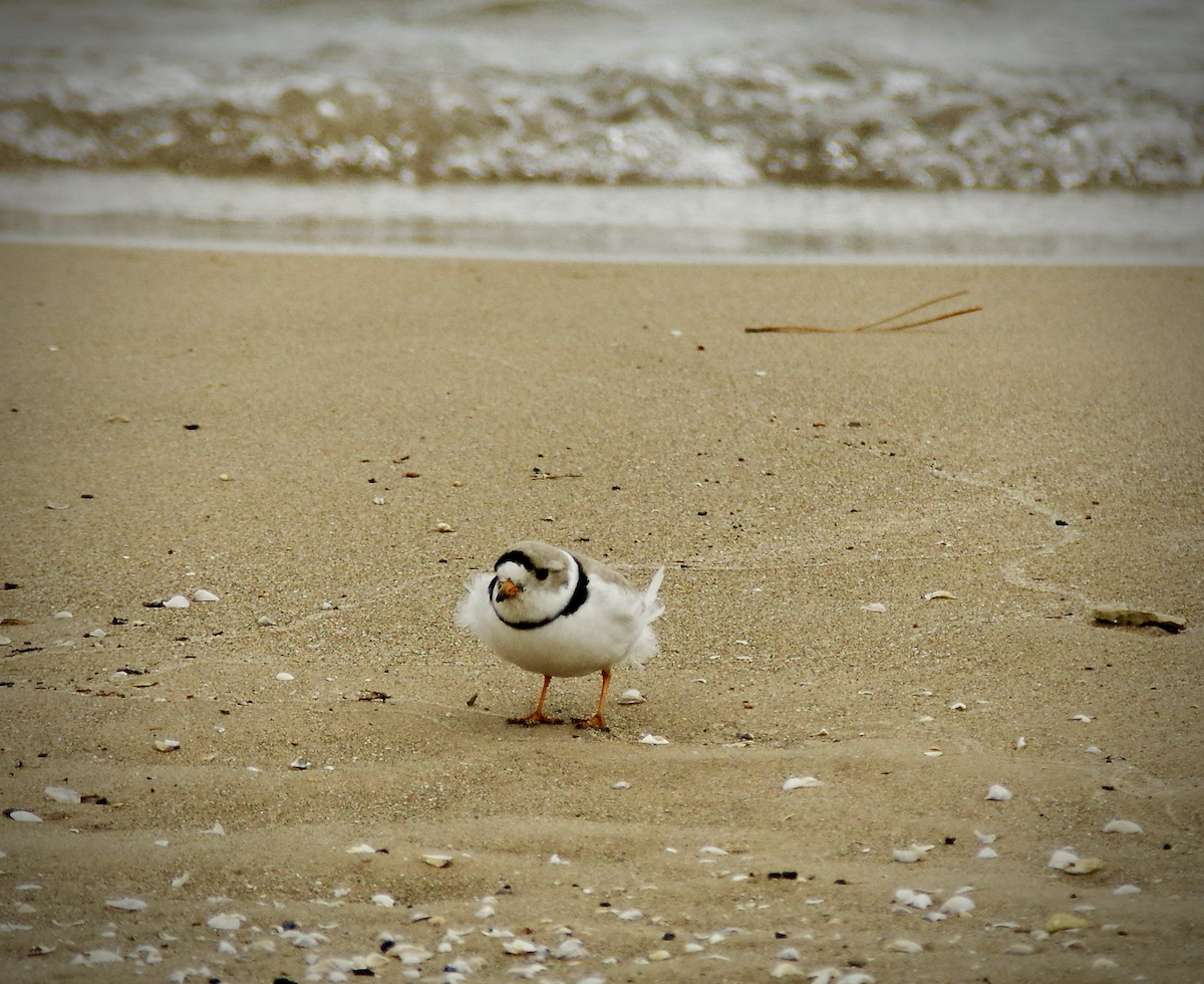 Piping Plover - Ryan Fuller