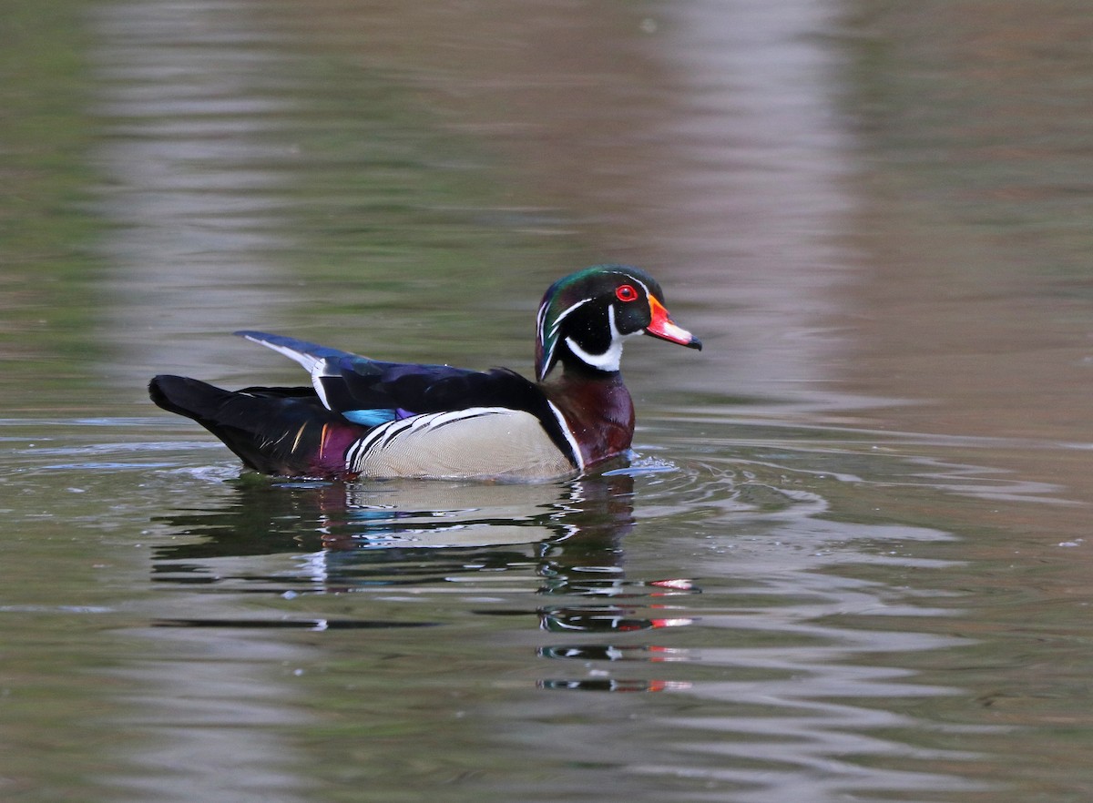 Wood Duck - ML562752281