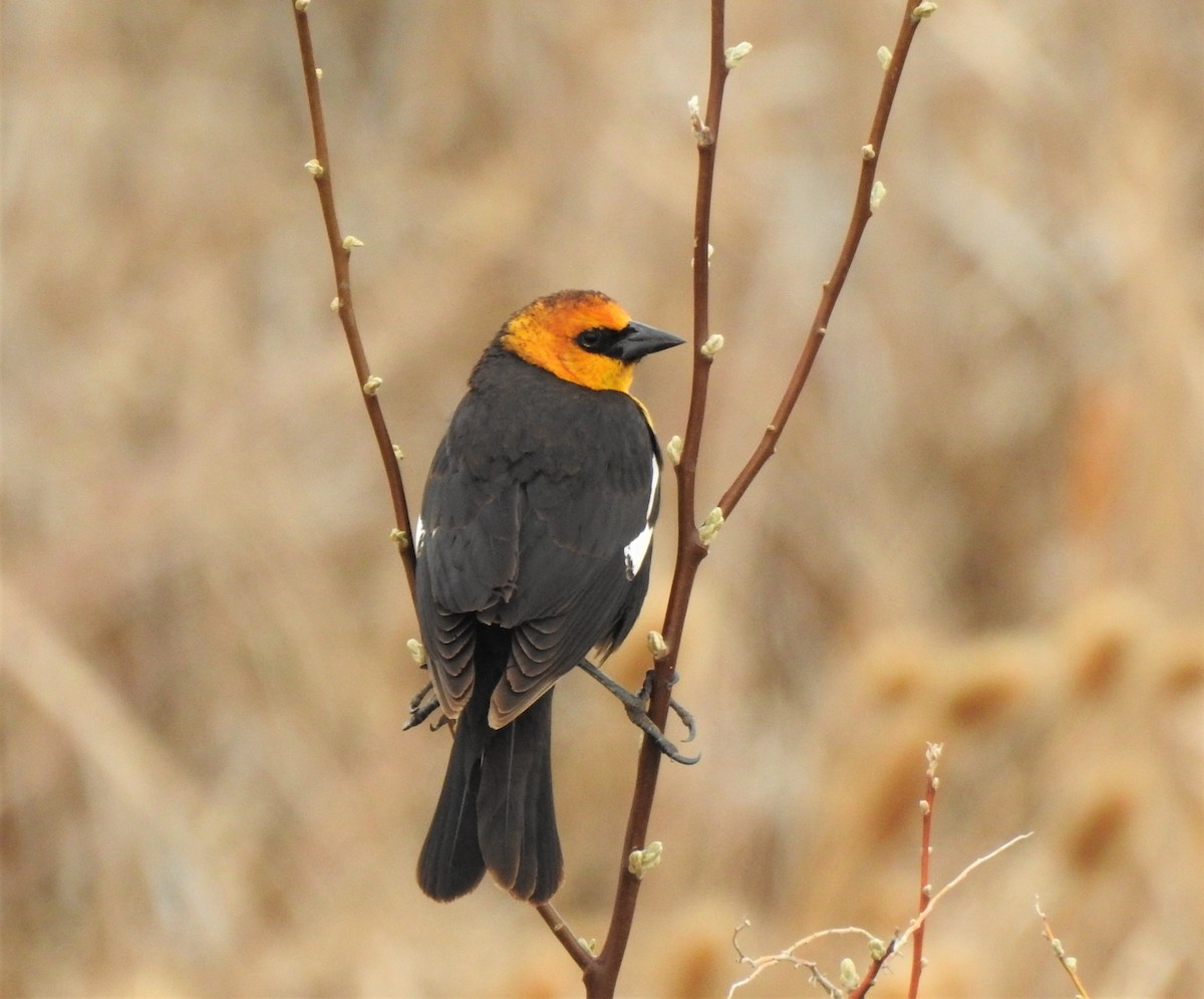 Yellow-headed Blackbird - ML562752291