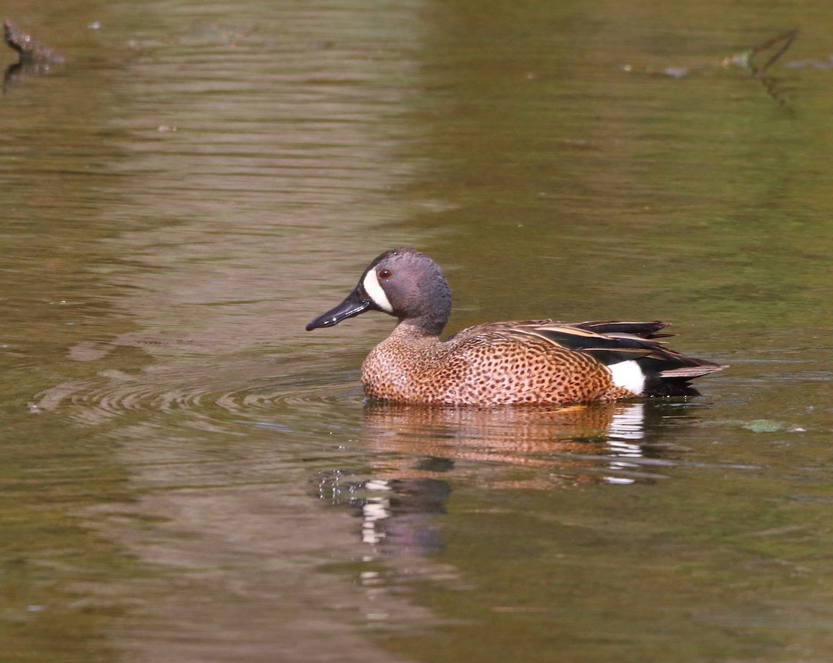 Blue-winged Teal - ML562752421