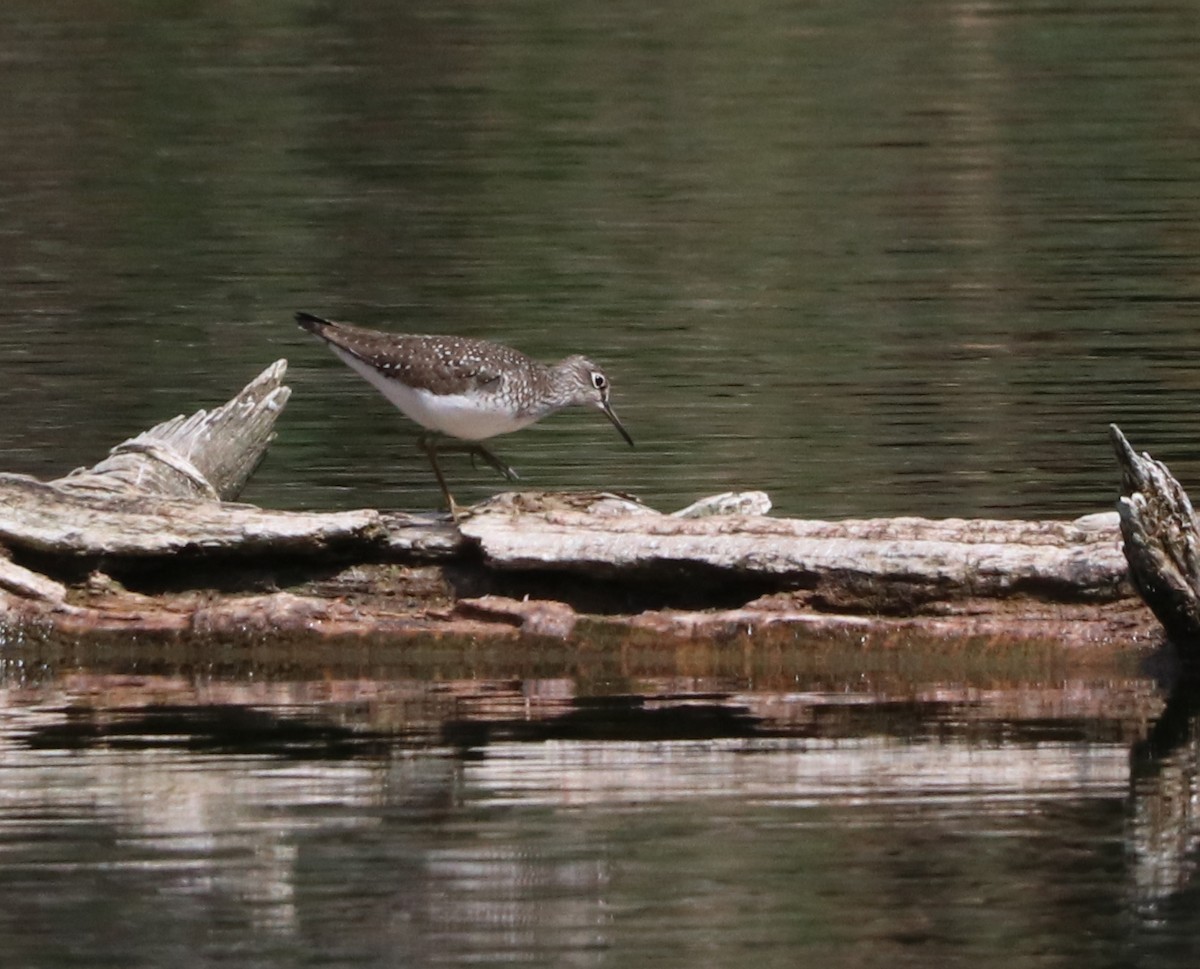Solitary Sandpiper - ML562752521