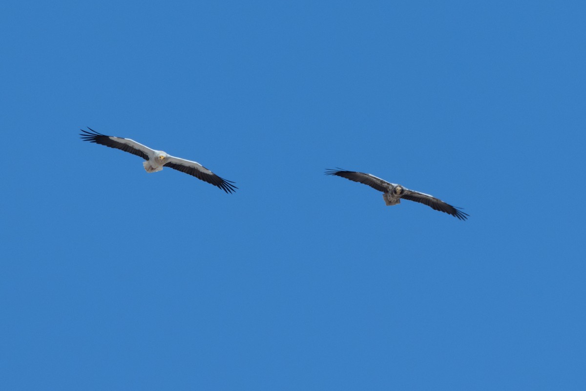 Egyptian Vulture - ML562752711