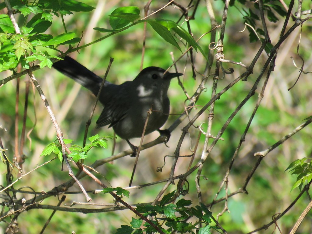 Gray Catbird - ML562753711