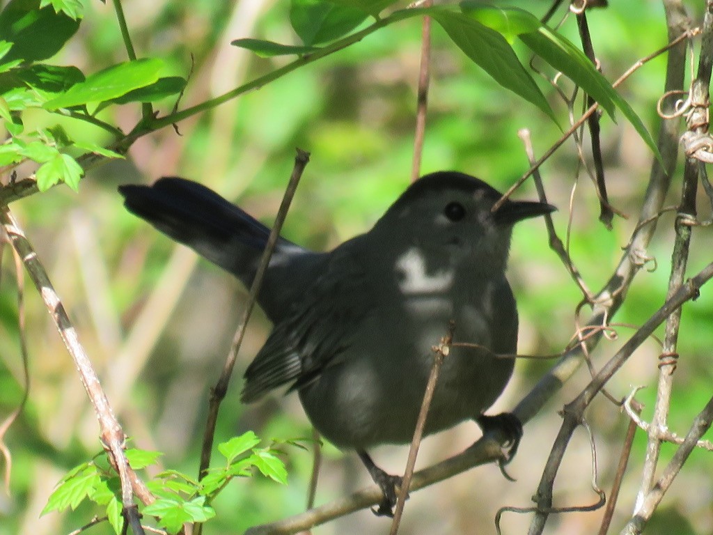 Gray Catbird - ML562753721